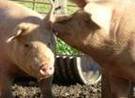 pigs