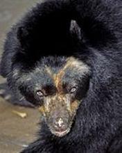 black bear