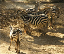 zebras