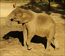 elephant