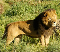 lion