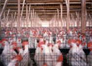 Photo: chickens in a factory farm