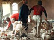 Photo: abused chickens
