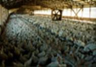 Photo: chickens in a factory farm