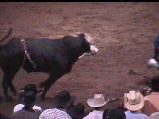 Bull riding Halifax