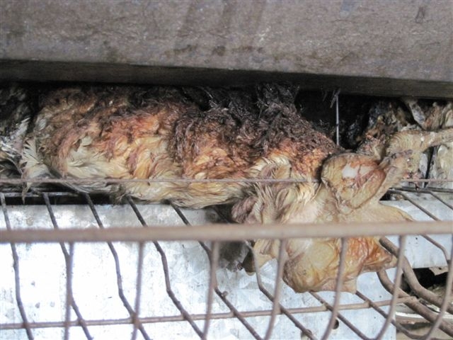 burnt egg laying hen