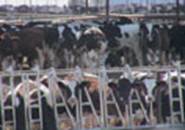 Photo: dairy cows on a factory farm