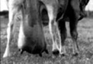 Photo: enlarged udder