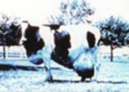 Photo: enlarged udder
