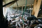 Photo: pigs crammed into a factory farm