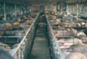 Photo: pigs crammed into a factory farm