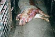 Photo: injured and ill pig 