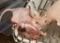 Photo: mutated mouse