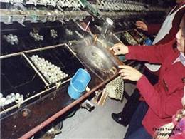 Photo: silkworms boiled to make thread