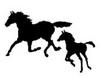 Canadian Horse Defense Coalition