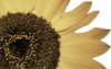 Seeds for Change Humane Education