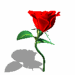 Rose Repairs