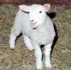 All Creatures