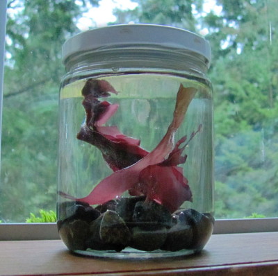 Dulse