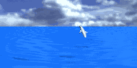 dolphin