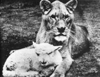 lion and lamb