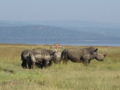 rhinos