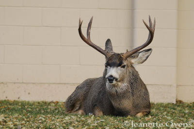 deer