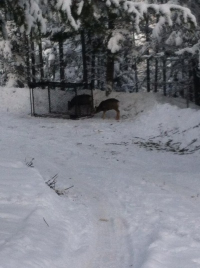 elkford