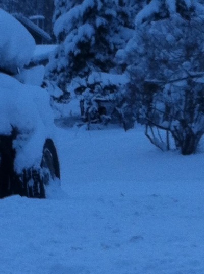 elkford
