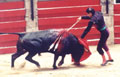 bullfight