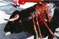 bullfight