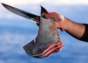 shark1