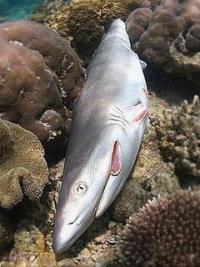 shark2