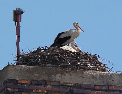 stork2