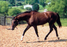 MEDIA EMPIRE, Danzig colt rescued by Lost and Found