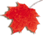 Maple Leaf