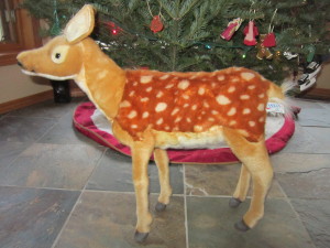 fawn