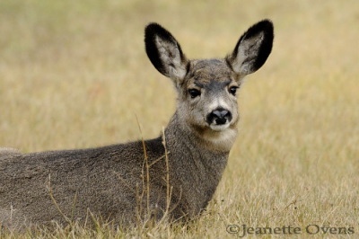 Janedoe