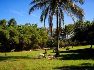 pasture