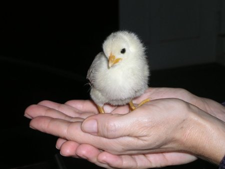 images/peep1.jpg