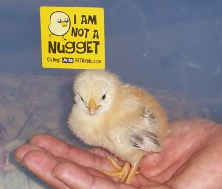 images/peep2.jpg
