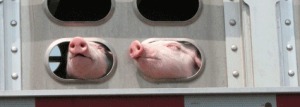 pigstrucking