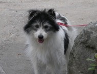 reviewsdog2007.jpg