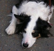 reviewsdogresting2007.jpg