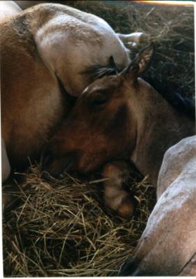 Napping